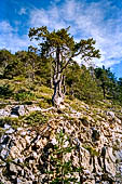 Parco Naturale Fanes-Senes-Braies. La traversata da San Vigilio di Marebbe al lago di Braies, 
lungo la salita verso il Passo Croce. 